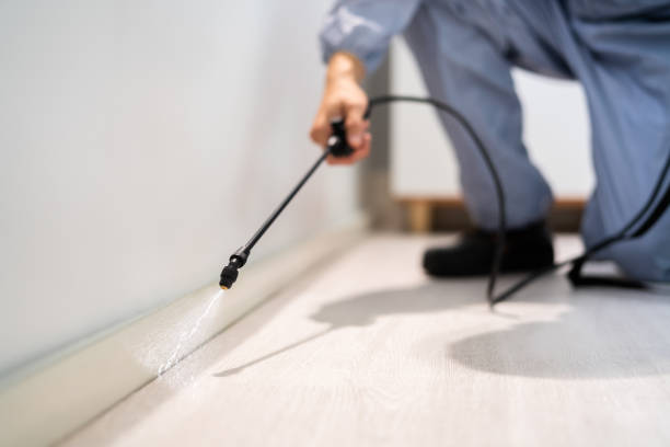 Licensed Wasp Removal service in Ashdown, AR - Show Me Pest Control